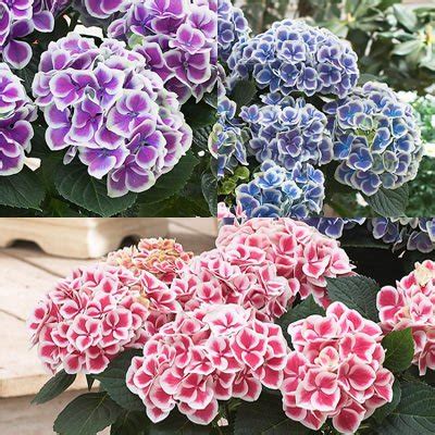 Hydrangea aspera - How to grow & care