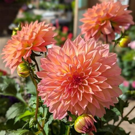 Plant Of The Month Dahlias Ransoms Garden Centre