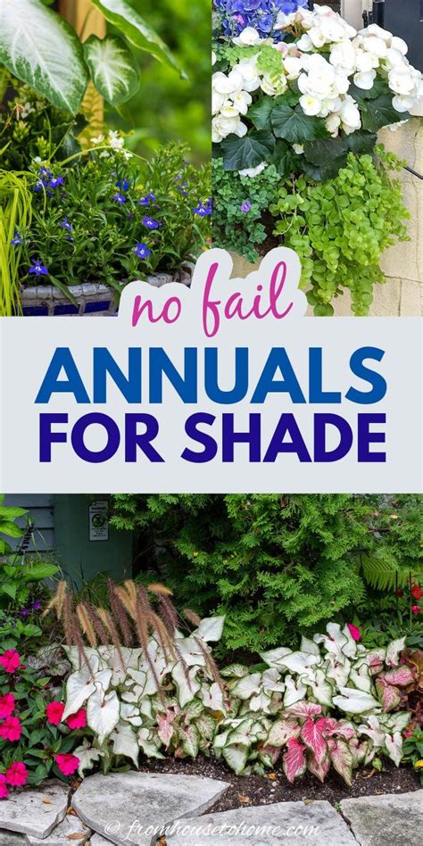 These shade annuals will add colorful flowers and foliage to the shadiest parts of your garden ...