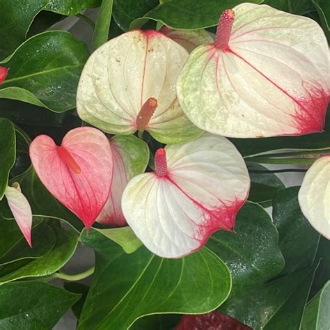 Anthurium, "Mystique" – Mari's Gardens
