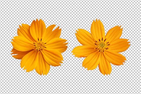 Renderização isolada de flores de cosmos laranja PSD Premium