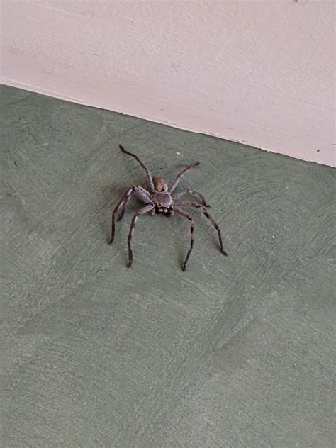 Anyone know this species of Huntsman? VIC, Australia. : r/spiders