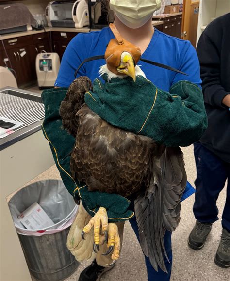 Blue Ridge Wildlife Center... - Blue Ridge Wildlife Center