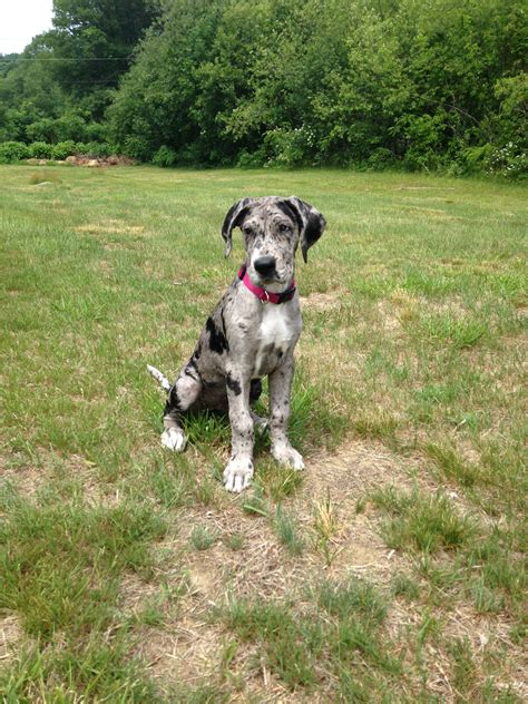 11week Old Great Dane Great Dane Dogs Animals