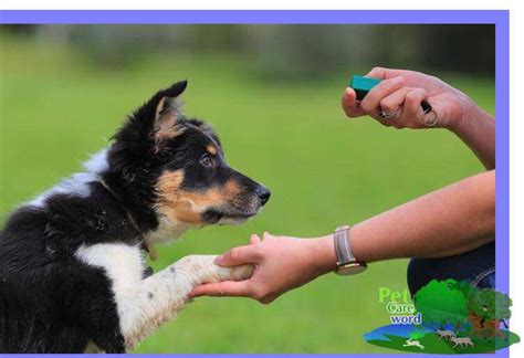 Dog Obedience Tips: 10 Things You Must Avoid When Training Your Dog