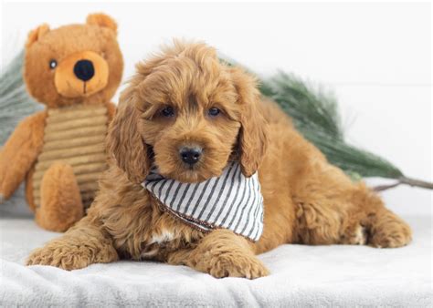 Mini Goldendoodles for Adoption — Family Bred Puppies