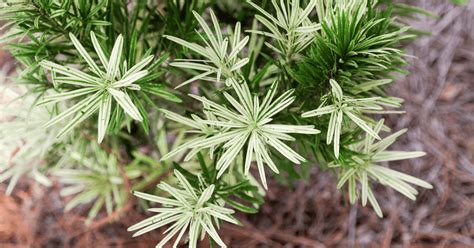 These Shrubs Are Sized For Small And Slender Spaces Southern Living