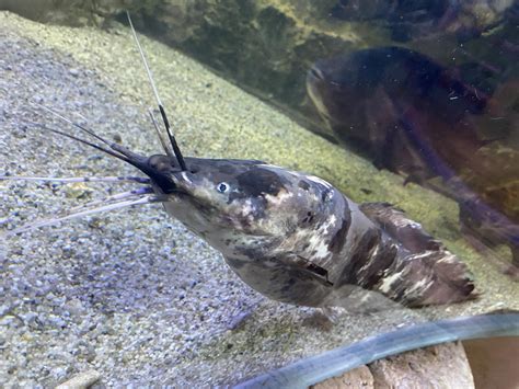 Anyone know what species of catfish this is? : r/aquarium