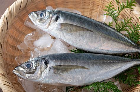 Mengenal Ikan Kembung Dari Pengertian Hingga Manfaatnya Untuk Kesehatan