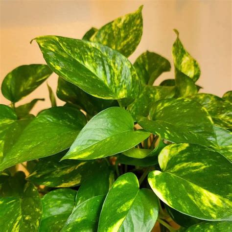 Golden Pothos Plant Care And Growing Guide