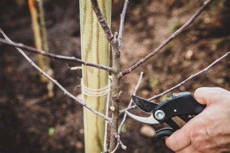 Les arbres à tailler impérativement avant le 15 décembre