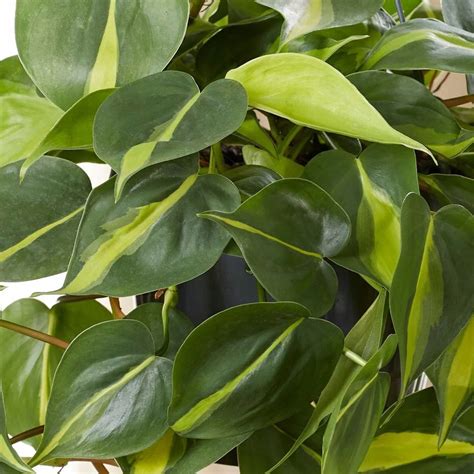 PHILODENDRON Scandens Brasil FILODENDRON PNĄCY 12392546863