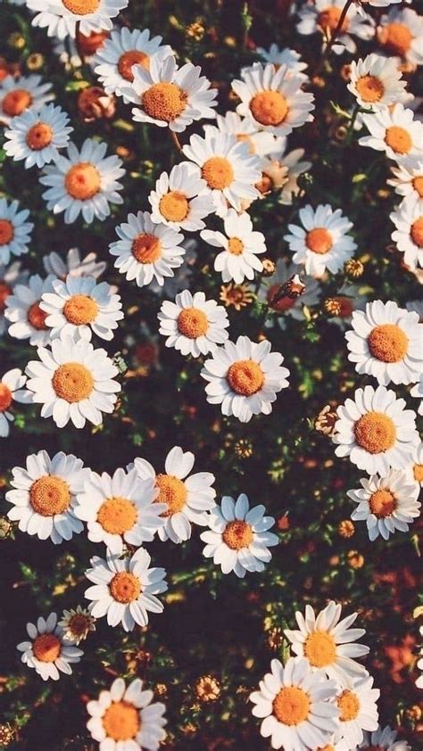 White Daisies Pink Iphone Wallpaper Cute Backgrounds Daisy