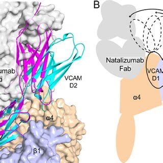 Overall natalizumab complex structure. A, natalizumab Fab bound to the ...