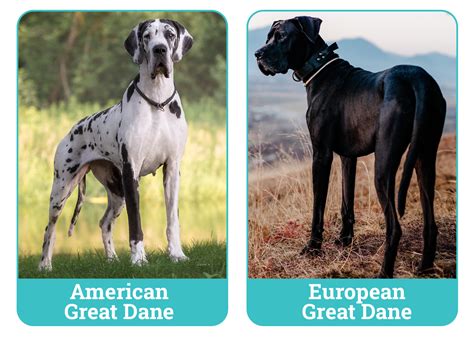 american great dane female