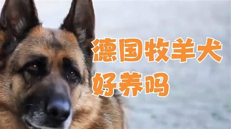 德国牧羊犬好养吗，与忠诚伙伴共度美好时光 萌宠视频 搜狐视频