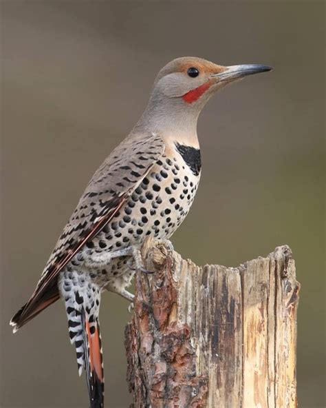 Northern Flicker Male Red Shafted Palouse River Idaho Usa Northern