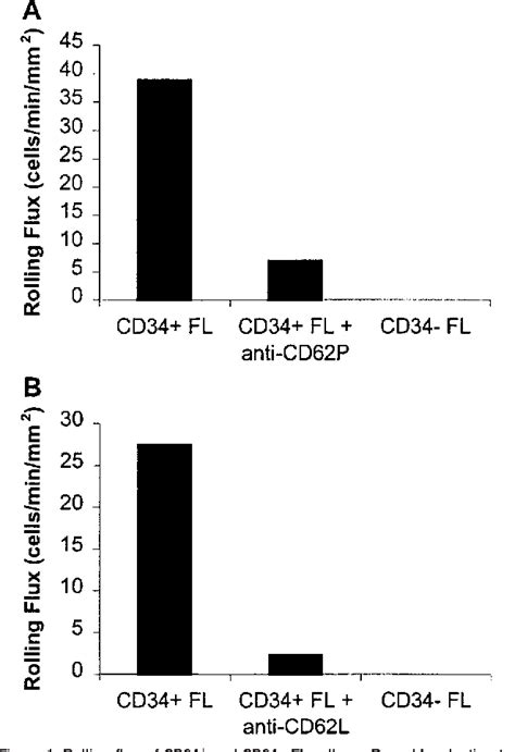 Figure From Relationship Between Selectin Mediated Rolling Of