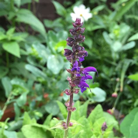 Salvia X Sylvestris Mainacht Syn Salvia X Sylvestris May Night