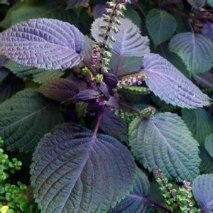 Cybexis High Germination Red Perilla Frutescens Shiso Seeds Seeds