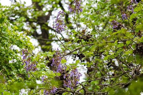 Princess Tree Plants Of Overton Park S Old Forest Memphis Tn · Inaturalist