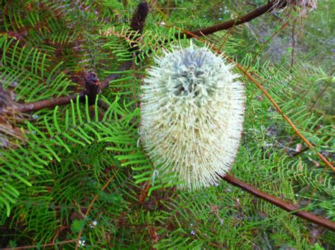 Banksia Oblonolia Fern Leaf Banksia Gardening With Angus