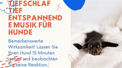 Stunden Tiefschlafmusik F R Hunde Entspannungsmusik F R Hunde