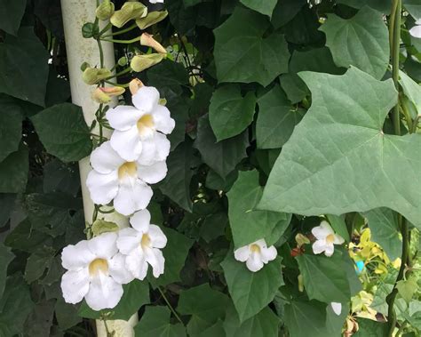 White Thunbergia - Jelatok Retreat Farm