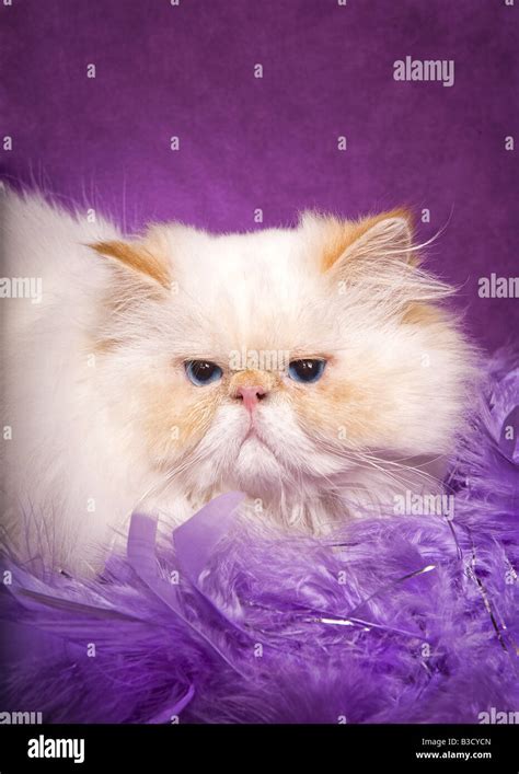 Lilac Point Himalayan Cat