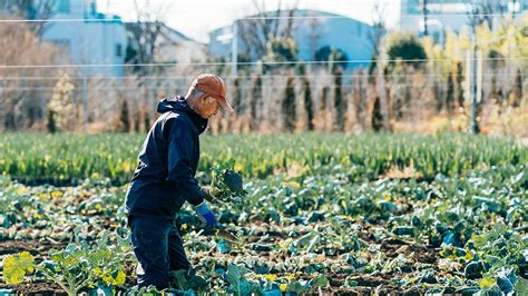 東京の農業について 東京農村