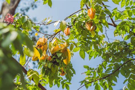 Carambola Grows on a Tree, Averrhoa Carambola, Tropical Fruit Stock ...