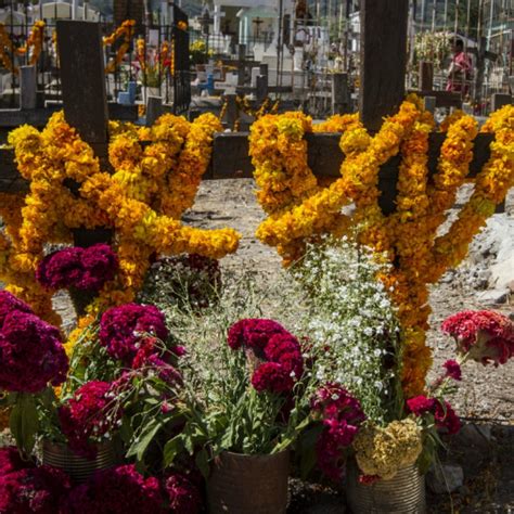 Details Flores Que Se Ponen En El Altar De Muertos Abzlocal Mx