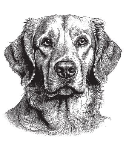 Dog Outline Drawing Vector Images (over 35,000)