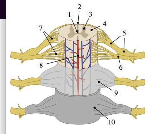 Spinal Cord Anatomy Netter