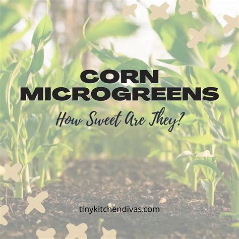 Corn Microgreens How Sweet Are They Tiny Kitchen Divas