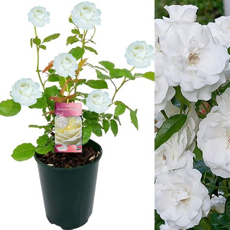 Diamond Wedding Rose Plant 60th Wedding Anniversary Carbeth Plants