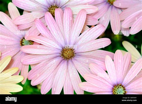 Orange yellow daisies hi-res stock photography and images - Alamy