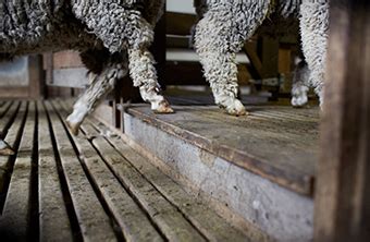 Shearing Sheds And Sheep Yards Australian Wool Innovation