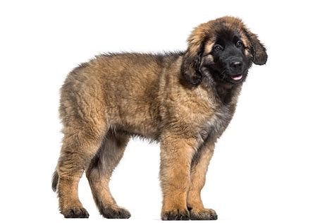 What Kind Of A Dog Is A Leonberger