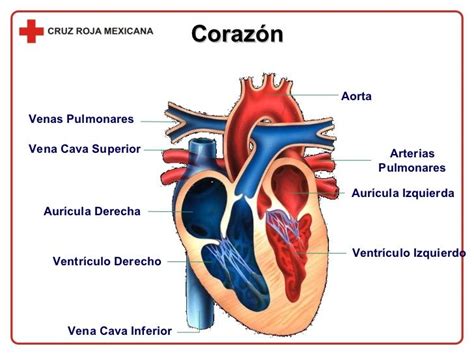 View Partes Como Dibujar Un Corazon Humano