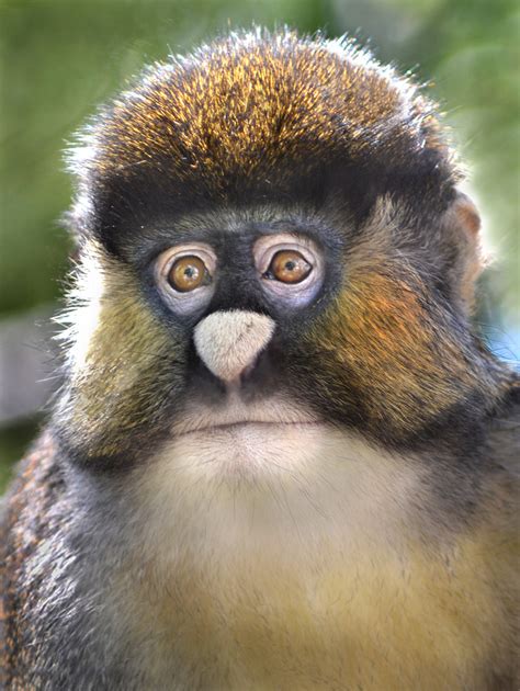 Monkey Moustache A Schmidts Spot Nosed Guenon Appears To Flickr