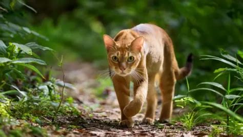 bornean bay cat species data conservation  bigcatswildcats