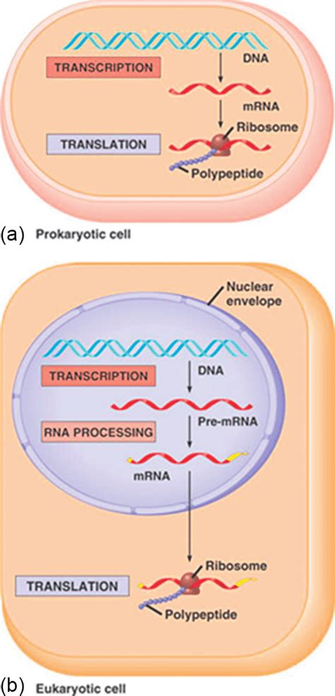 The Relationship Between Dna Gene Sequence Transcription Into Mrna