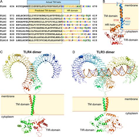 Toll Like Receptor Structure