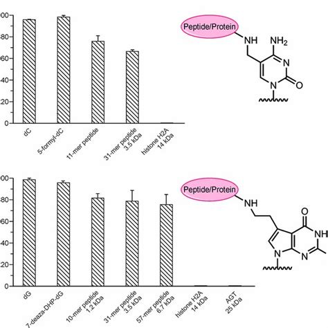 Formation Of Dnaprotein Cross Links Conjugated To The C Position Of