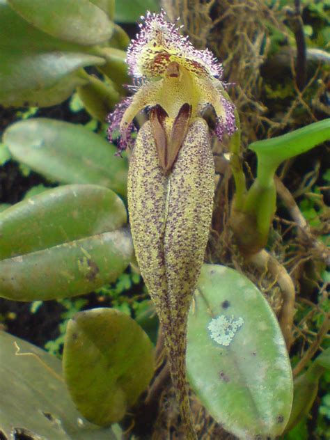 Bulbophyllum Romyi Orchidaceae Image At Phytoimages Siu Edu