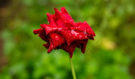 Closeup de una hermosa rosa roja brillante en gotas de rocío después de