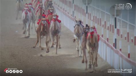 Wam Produce Il Documentario Segreti Della Corsa Dei Cammelli In