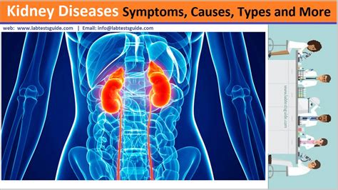 Kidney Diseases, Symptoms, Causes, Types and More | Lab Tests Guide