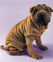 Canine Coughing | Leashes and Lovers